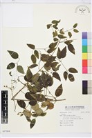 登錄號:S097004藏品圖，第1張