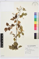 登錄號:S097016藏品圖，第1張