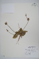 登錄號:S097026藏品圖，第1張