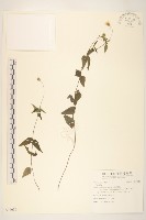 登錄號:S097036藏品圖，第1張