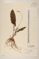 登錄號:S097044藏品圖，第1張