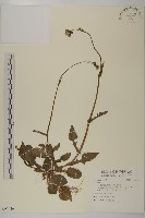 登錄號:S097046藏品圖，第1張