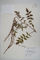 毛子草藏品圖，第1張