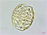 蓼葉遠志藏品圖，第2張