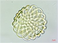 蓼葉遠志藏品圖，第3張