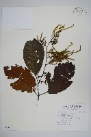 尼泊爾赤楊藏品圖，第1張