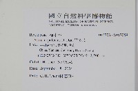 尼泊爾赤楊藏品圖，第2張