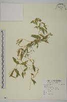 登錄號:S097067藏品圖，第1張