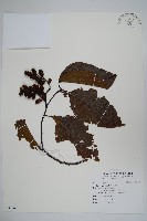 尼泊爾赤楊藏品圖，第1張