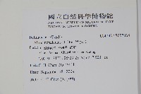 尼泊爾赤楊藏品圖，第2張