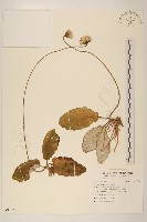 登錄號:S097078藏品圖，第1張