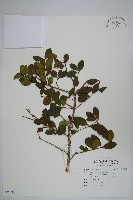 登錄號:S097080藏品圖，第1張