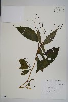 登錄號:S097093藏品圖，第1張