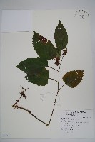 三角咪草藏品圖，第1張