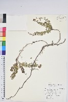 三角咪草藏品圖，第3張