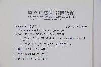 三角咪草藏品圖，第2張