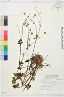 登錄號:S097097藏品圖，第1張