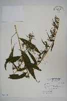 登錄號:S097101藏品圖，第1張