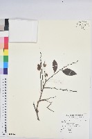 登錄號:S097101藏品圖，第3張