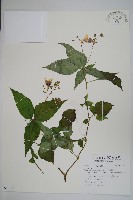 登錄號:S097102藏品圖，第1張