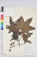 蓖麻藏品圖，第1張