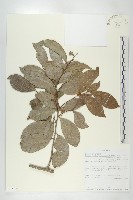 登錄號:S097129藏品圖，第1張