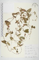 登錄號:S097148藏品圖，第1張