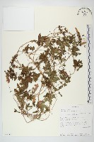 番仔藤藏品圖，第1張