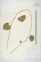 野牽牛藏品圖，第1張