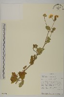 登錄號:S097156藏品圖，第1張