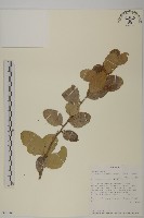 登錄號:S097161藏品圖，第1張