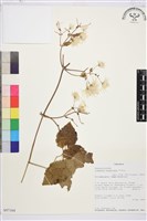 登錄號:S097164藏品圖，第1張