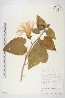 樹牽牛藏品圖，第1張