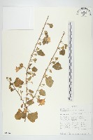 毛姬旋花藏品圖，第1張