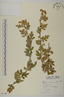 阿里山油菊藏品圖，第1張