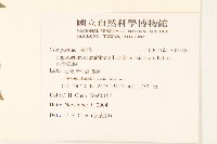 台灣澤蘭藏品圖，第2張