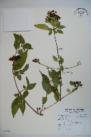 狹葉莢迷藏品圖，第1張