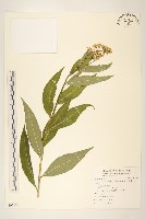 黃菀藏品圖，第1張