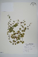 普刺特草藏品圖，第1張