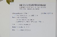 普刺特草藏品圖，第2張