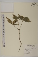 草珊瑚、紅果金粟蘭藏品圖，第1張