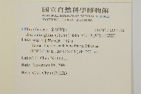 草珊瑚、紅果金粟蘭藏品圖，第2張