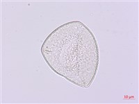 卵葉油點草藏品圖，第1張