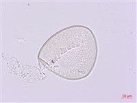 卵葉油點草藏品圖，第2張