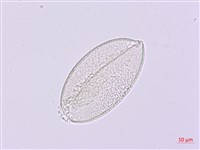 卵葉油點草藏品圖，第3張