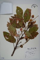 鐘萼木藏品圖，第1張