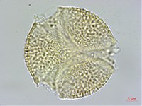 新店當藥藏品圖，第2張