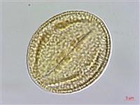 新店當藥藏品圖，第3張