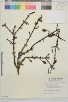 小葉鼠李藏品圖，第1張