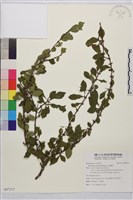 小葉鼠李藏品圖，第1張